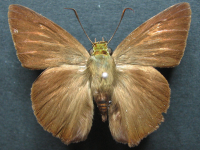 Adult Male Upper of Narrow-banded Awl - Hasora khoda haslia